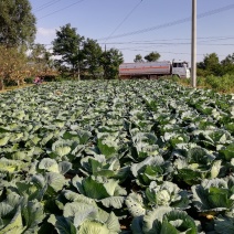 合水县北掌村农家肥种植圆包菜