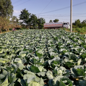 合水县北掌村农家肥种植圆包菜