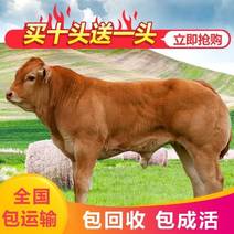 黄牛苗厂家直销免费送货肉牛犊买十头送一头视频挑选