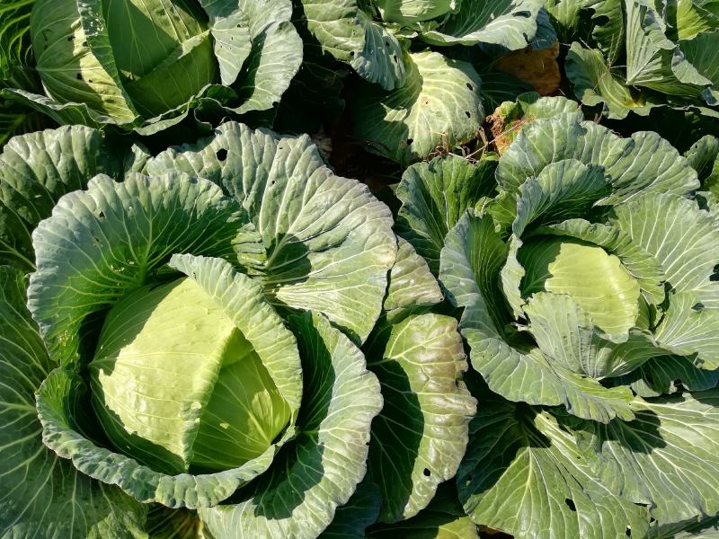 合水县北掌村农家肥种植圆包菜