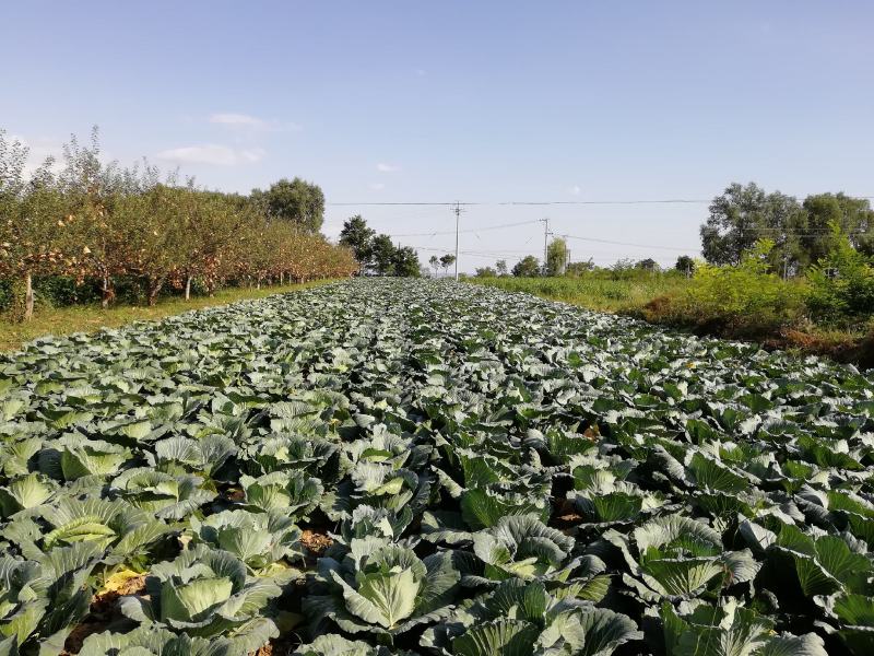 合水县北掌村农家肥种植圆包菜