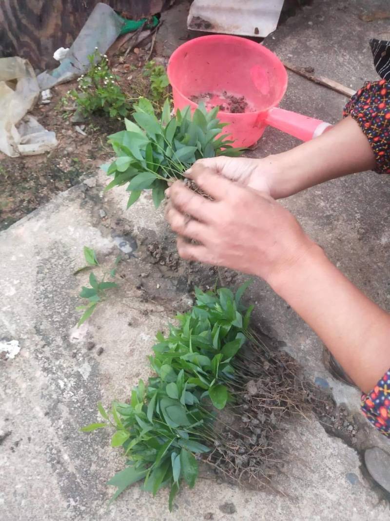 刨花楠芽苗泡花楠杯苗刨花润楠