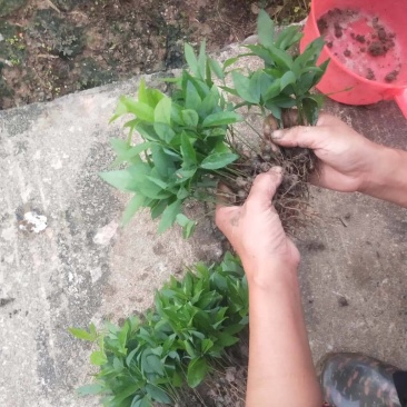 刨花楠芽苗泡花楠杯苗刨花润楠