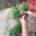 刨花楠芽苗泡花楠杯苗刨花润楠