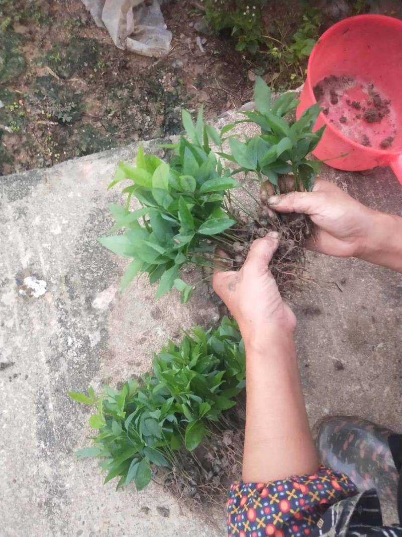 刨花楠芽苗泡花楠杯苗刨花润楠