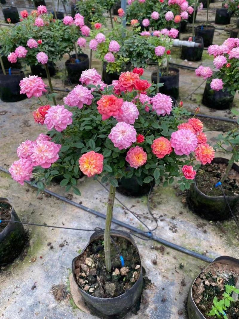 小高杆月季双色月季树月季批发棒棒糖月季多色月季树