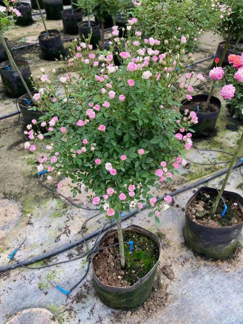 小高杆月季双色月季树月季批发棒棒糖月季多色月季树