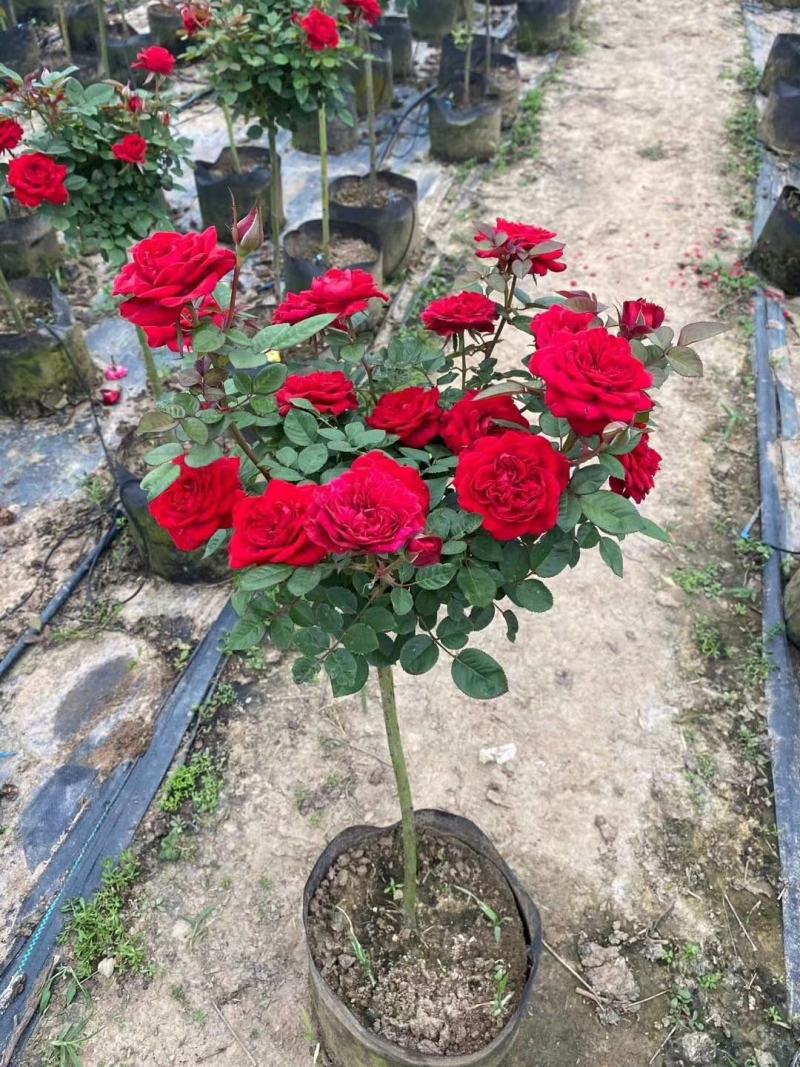 小高杆月季双色月季树月季批发棒棒糖月季多色月季树