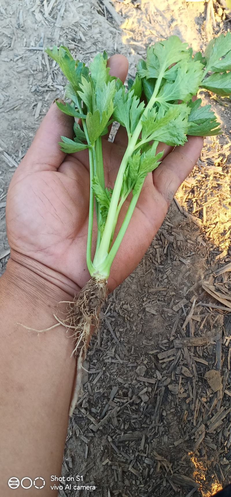 滑县芹菜苗，法国皇后，诚信经营，质量有保证包后期指技术，