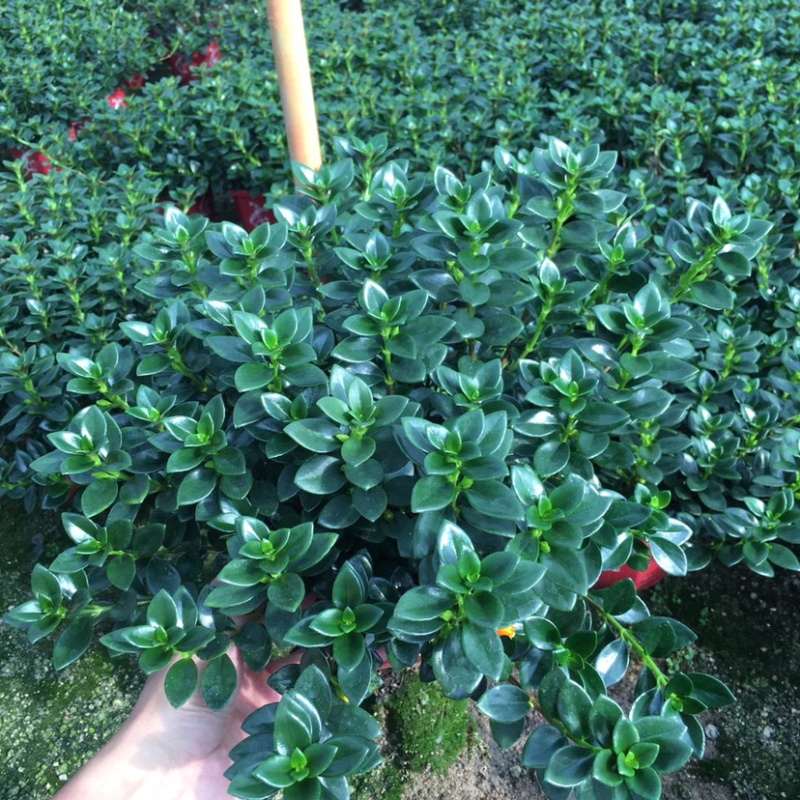 金鱼吊兰145＃带花苞密度好八角红盆基地直销一件起批