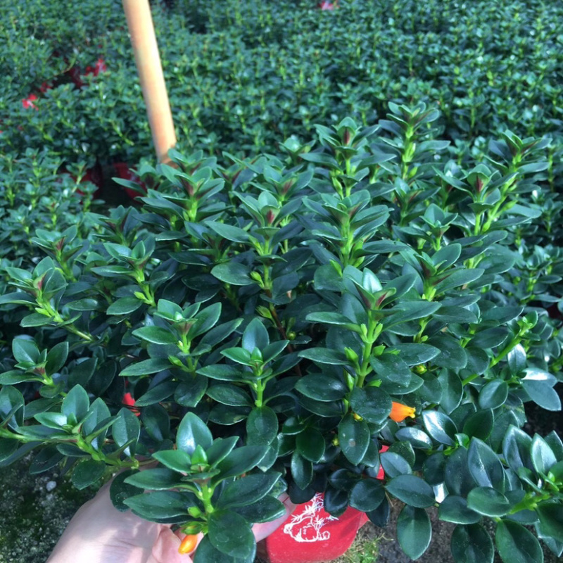 金鱼吊兰145＃带花苞密度好八角红盆基地直销一件起批