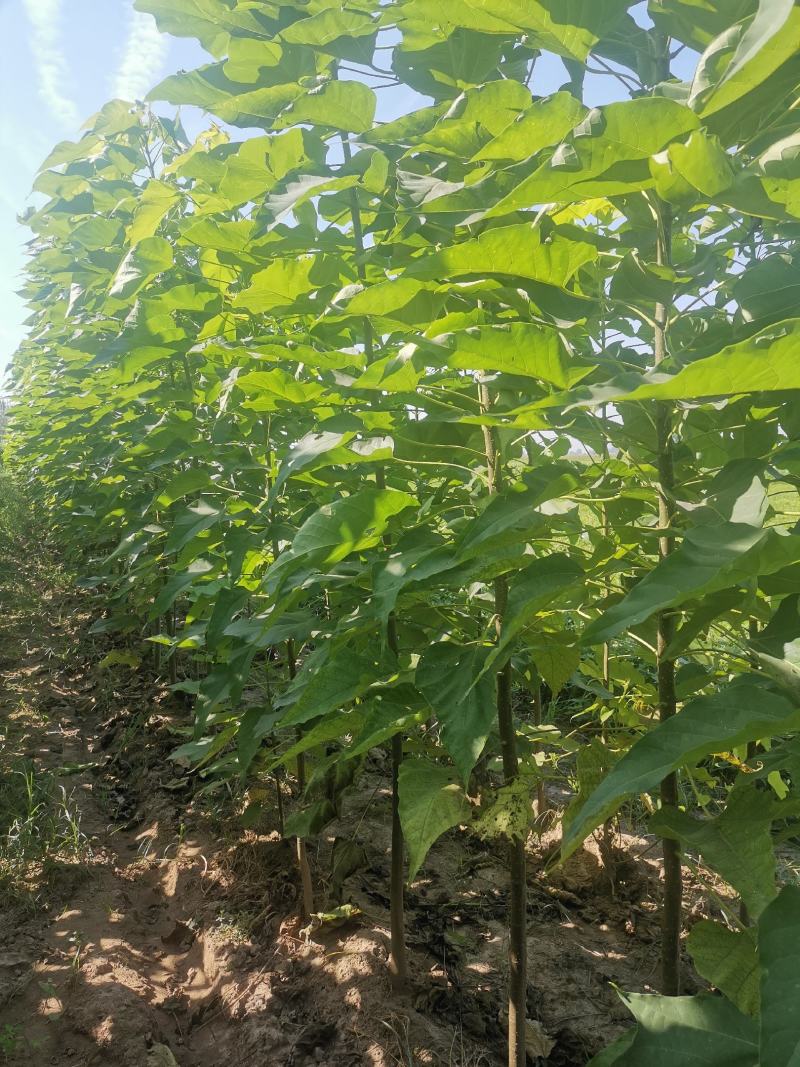 🔥楸树周口绿景楸树工程园林苗木品质保证价优