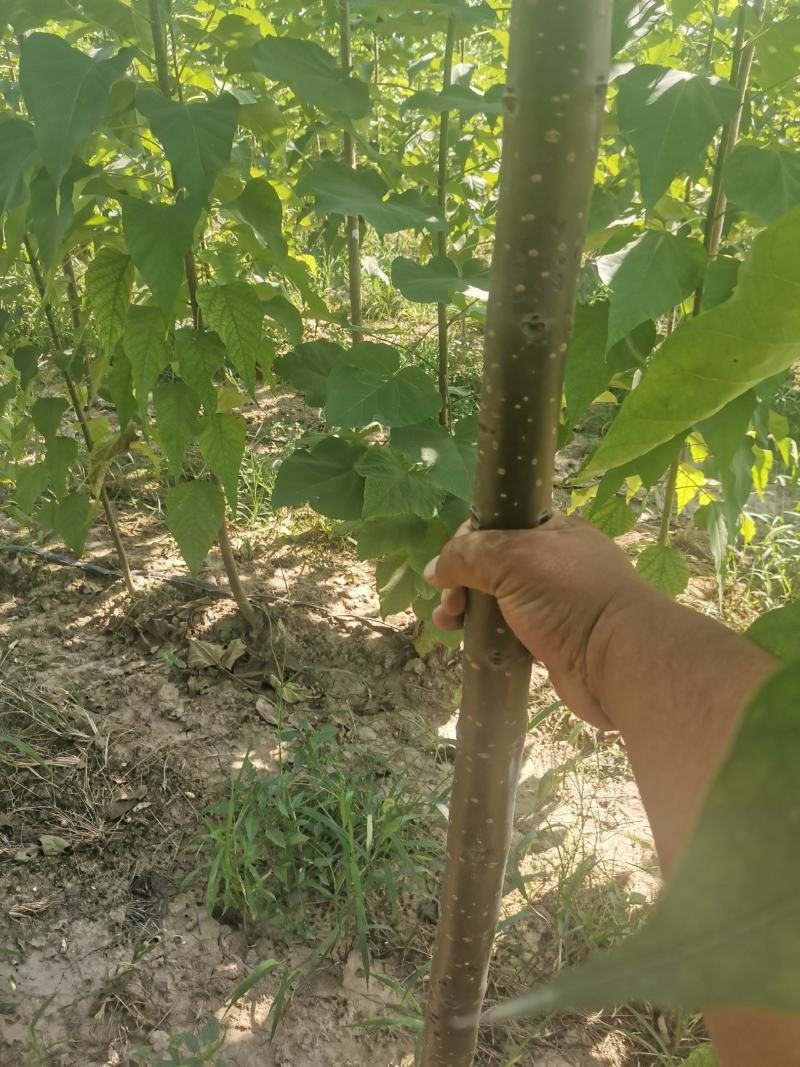 🔥楸树周口绿景楸树工程园林苗木品质保证价优