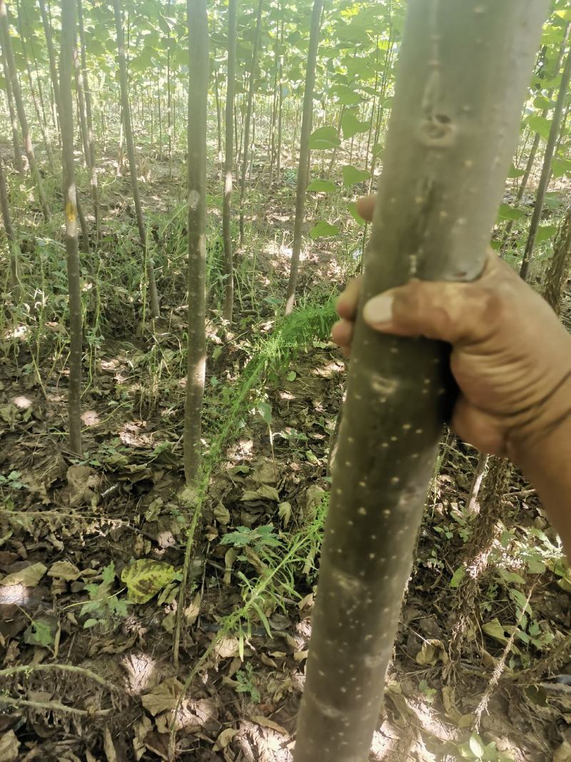🔥楸树周口绿景楸树工程园林苗木品质保证价优