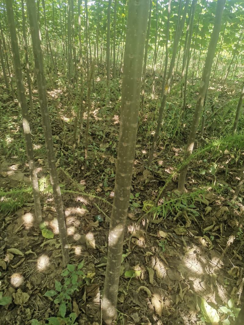 🔥楸树周口绿景楸树工程园林苗木品质保证价优