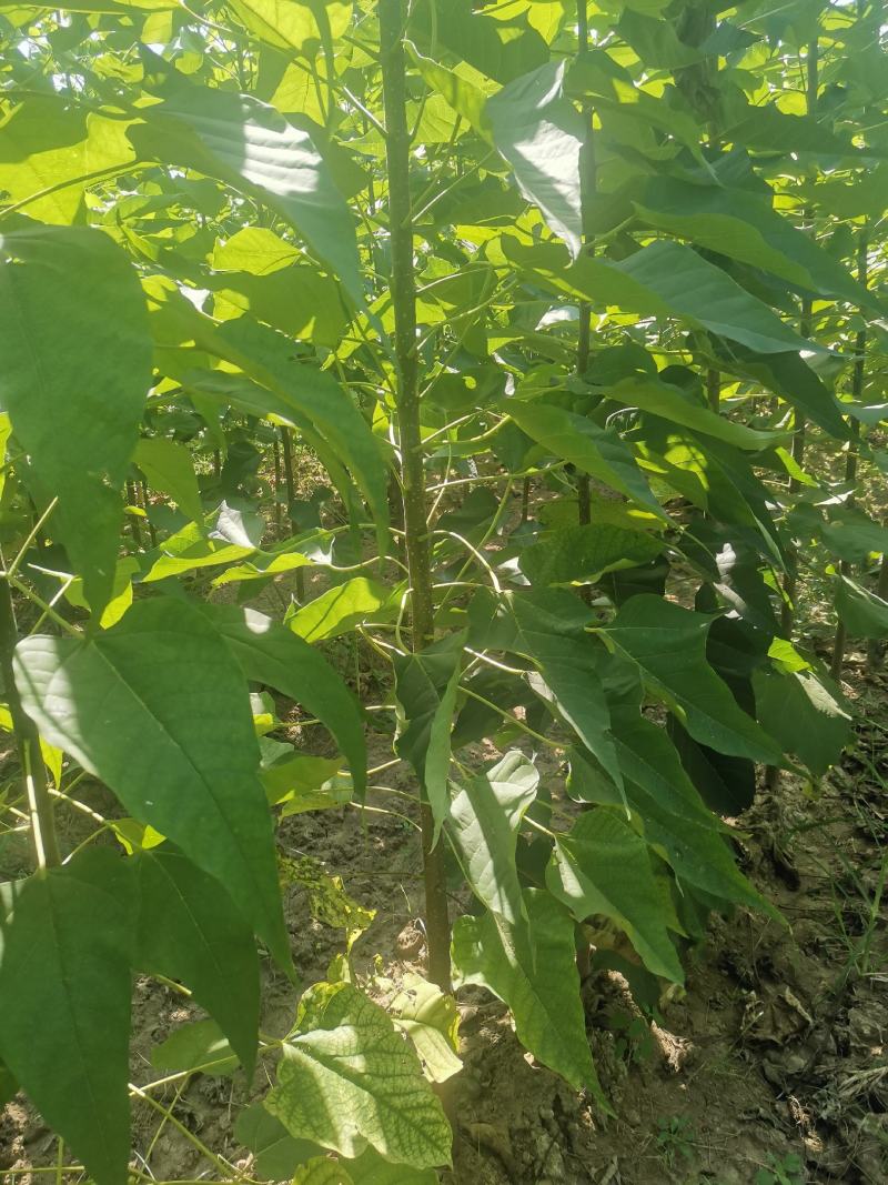 🔥楸树周口绿景楸树工程园林苗木品质保证价优