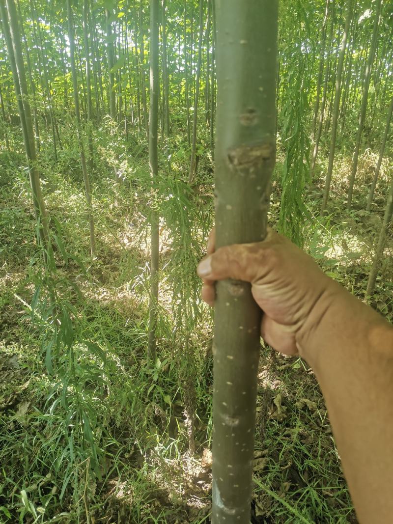 🔥楸树周口绿景楸树工程园林苗木品质保证价优