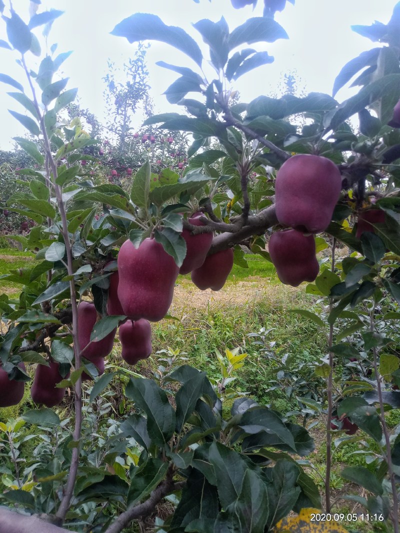 山上花牛苹果，上市了，