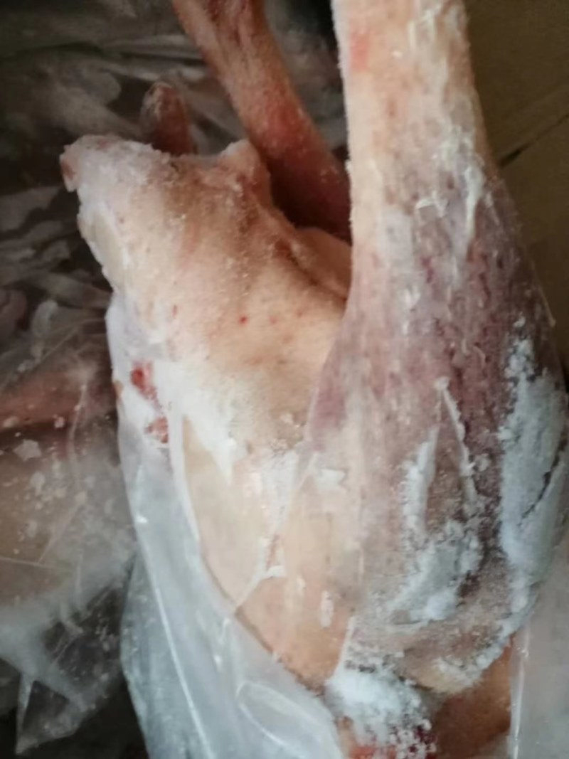 晶美老鹅，中鹅，信达老鹅，东北仔鹅，老鸭，白条鸭