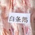 晶美老鹅，中鹅，信达老鹅，东北仔鹅，老鸭，白条鸭