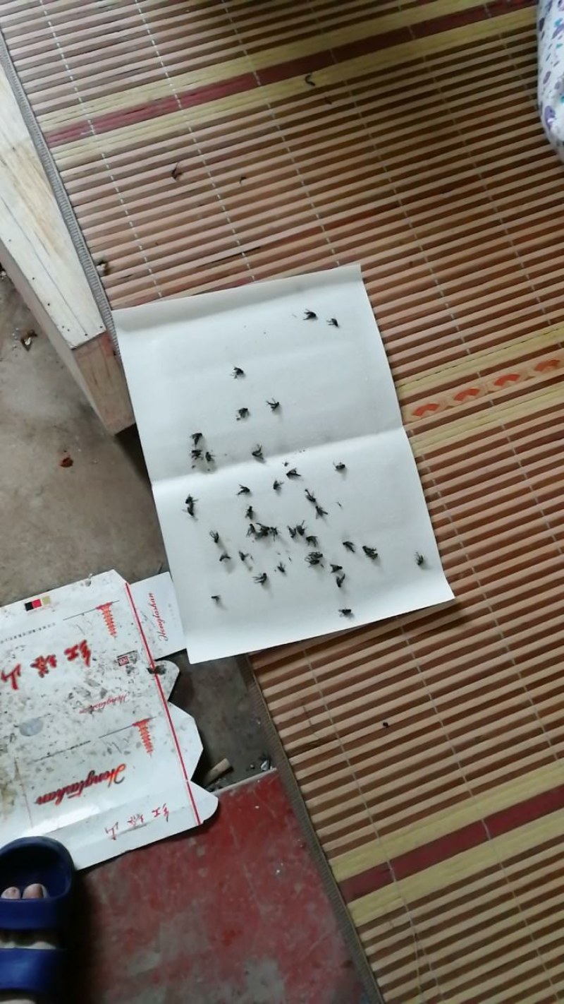 10/50张粘蝇纸抓苍蝇贴捕灭苍蝇神器笼粘蚊子贴粘蝇板药