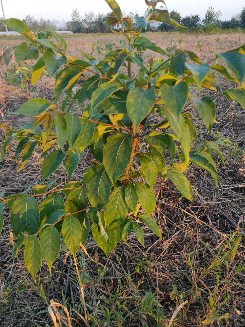 金钩藤苗金钩藤苗金钩藤苗