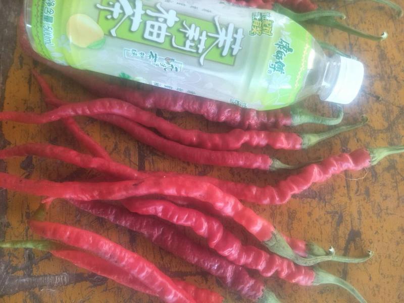 甘肃省，张掖市甘州区，鲜辣椒，二荊条系列，可以做工厂加工
