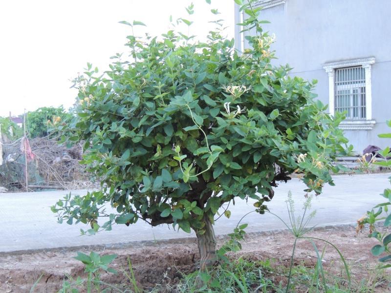 四季金银花苗顺丰包邮包成活包回收免费提供技术