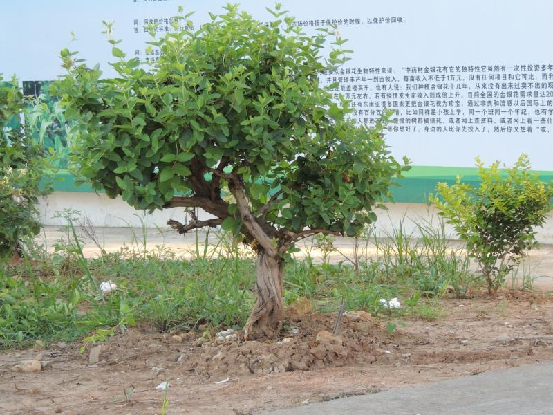 四季金银花苗顺丰包邮包成活包回收免费提供技术