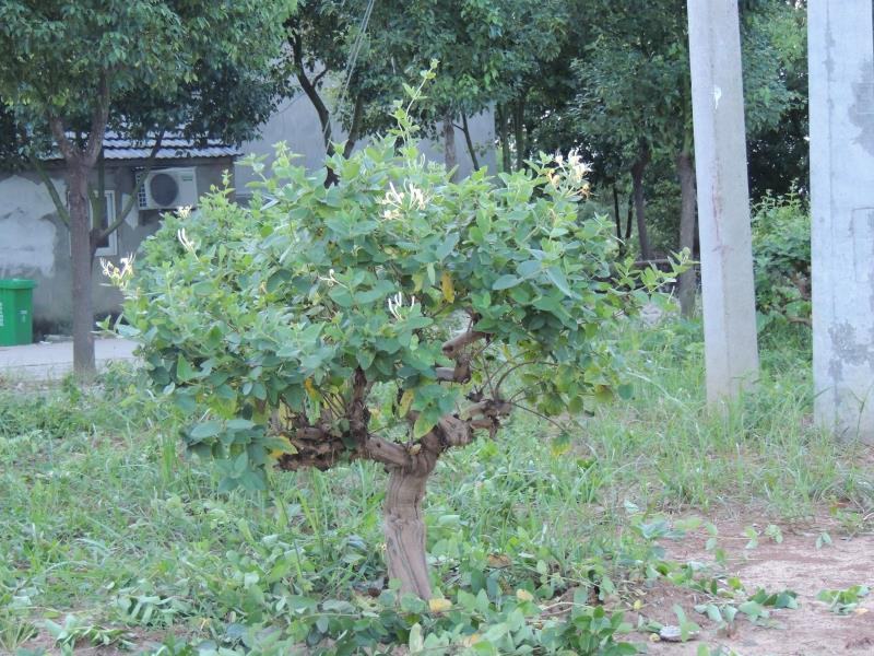 四季金银花苗顺丰包邮包成活包回收免费提供技术