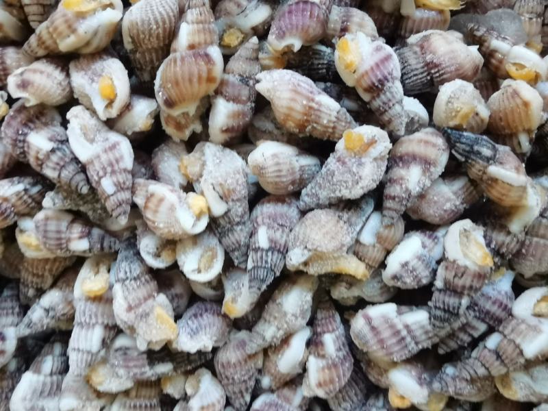 海瓜子海螺丝新鲜钉螺大红枣螺冷冻海锥烧烤夜宵麻辣海鲜食材