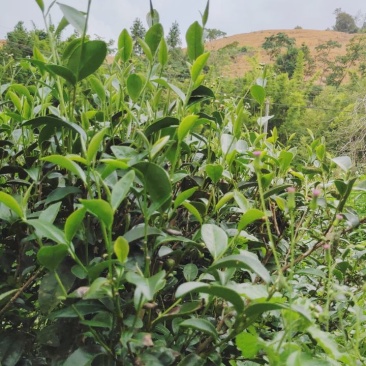 要好喝，秋白露，优质白露茶