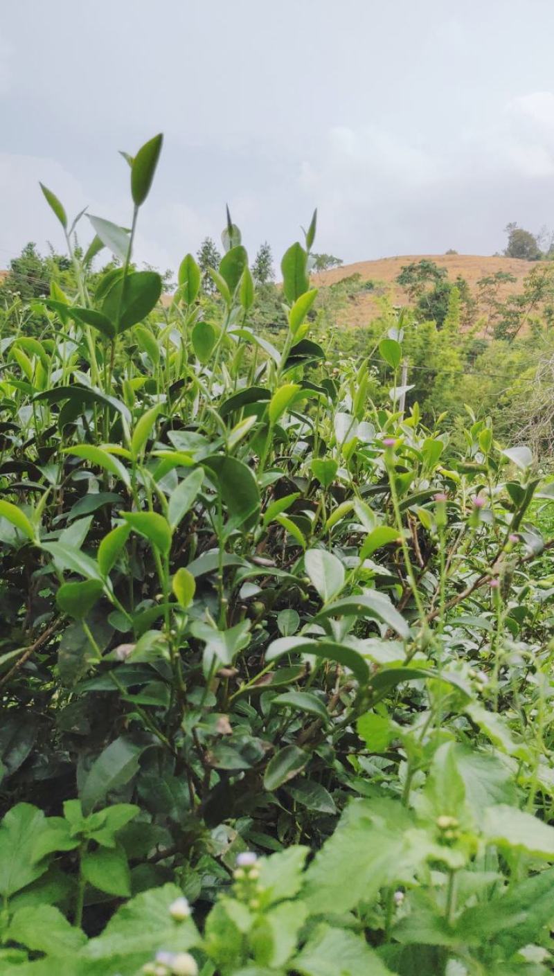 要好喝，秋白露，优质白露茶