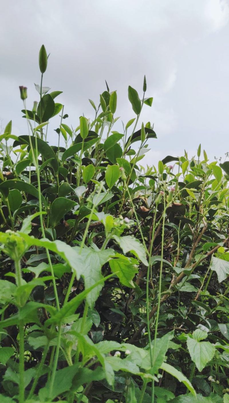 要好喝，秋白露，优质白露茶