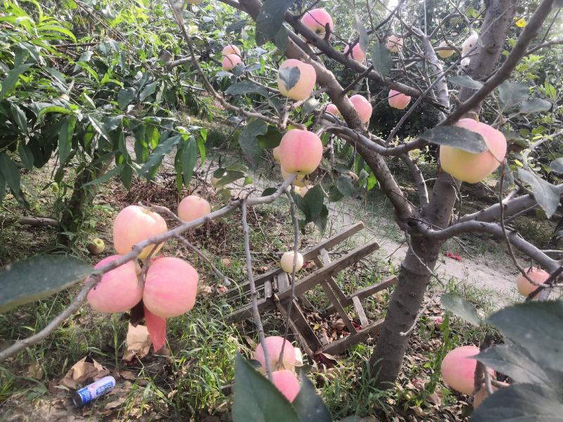 中秋王苹果上市啦！有需要可批发颜色好看，