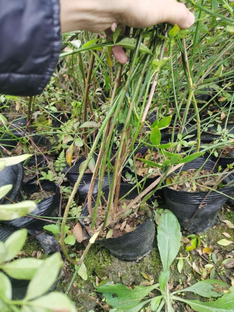 迎春藤杯苗成都基地高60-70公分，都是一两年的货