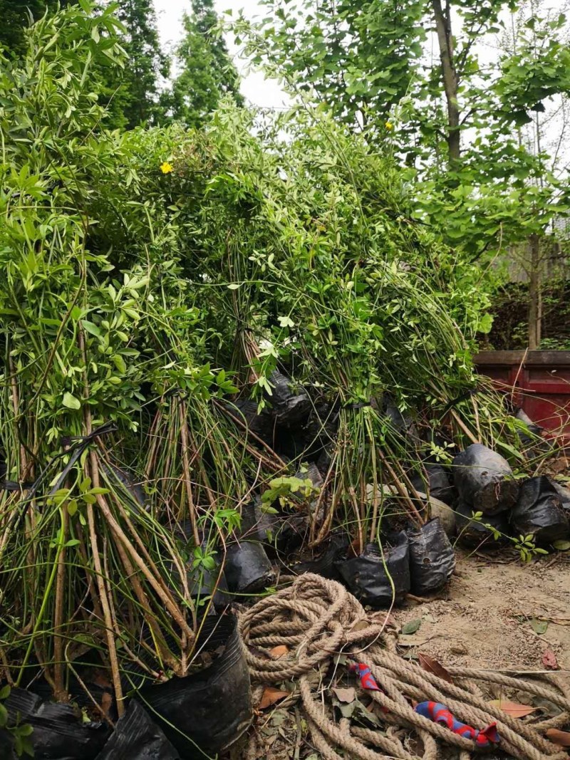 迎春藤杯苗成都基地高60-70公分，都是一两年的货