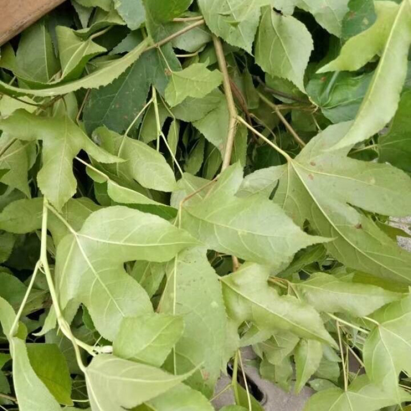 枫树叶一手货源产地直销