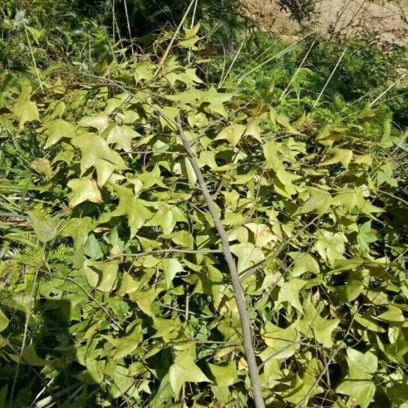 枫树叶一手货源产地直销