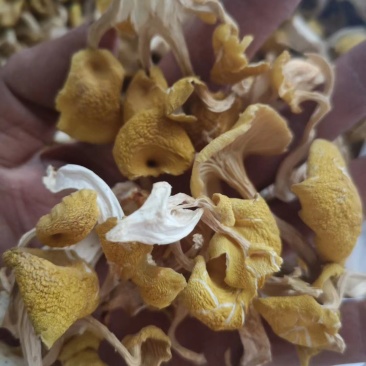 【推荐】榆黄蘑姬松茸鸡油菌一手货源原产地供货