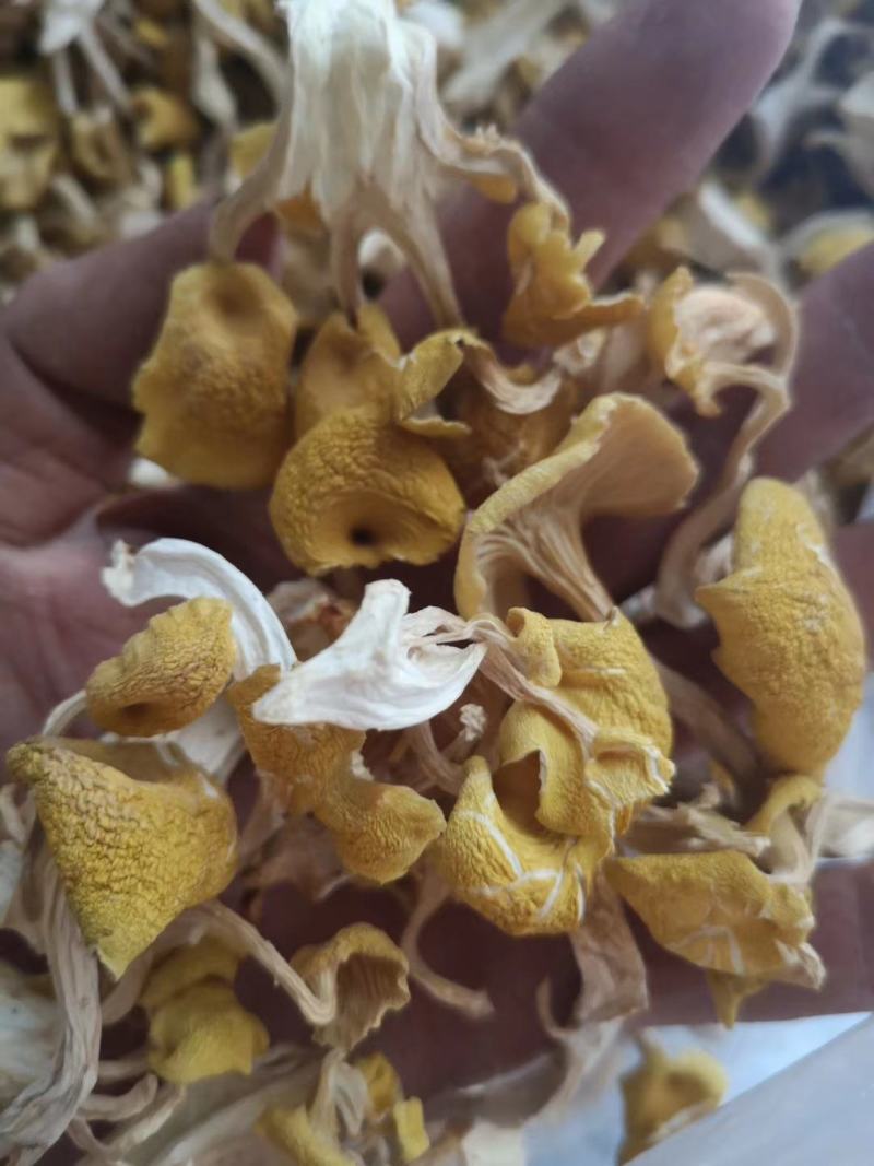 【推荐】榆黄蘑姬松茸鸡油菌一手货源原产地供货