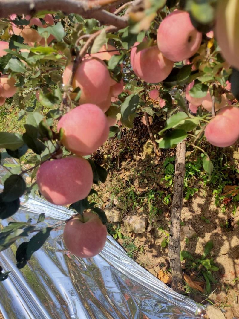 红星苹果红将军中秋好礼中秋王早熟富士大量上市