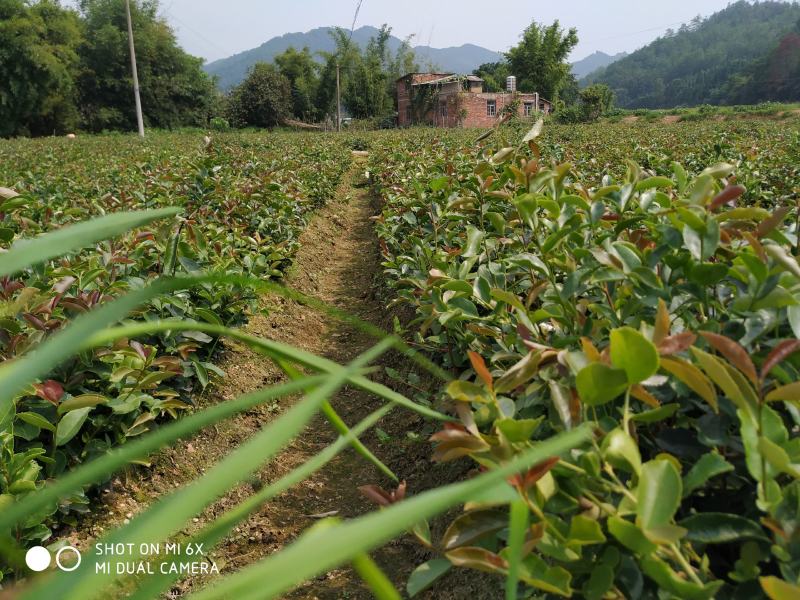 珍珠小籽油茶苗，油品上乘。