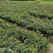 珍珠小籽油茶苗，油品上乘。
