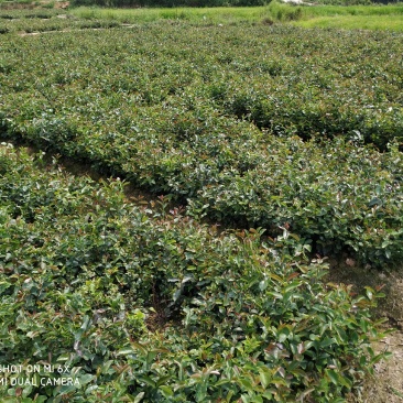 珍珠小籽油茶苗，油品上乘。