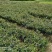 珍珠小籽油茶苗，油品上乘。