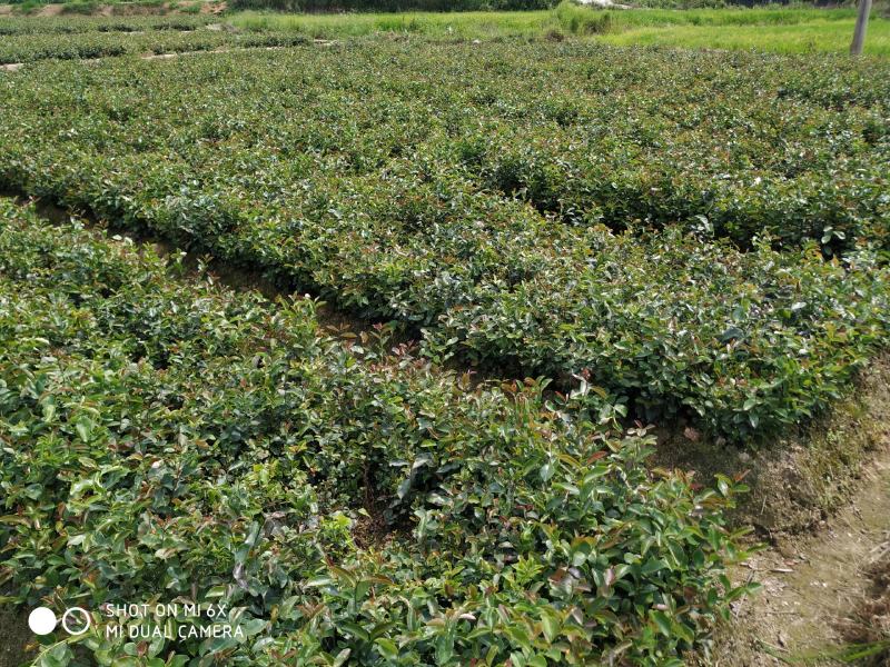 珍珠小籽油茶苗，油品上乘。