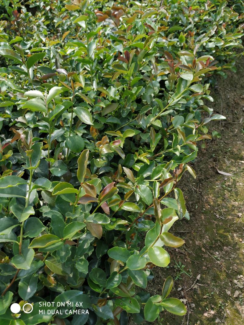 珍珠小籽油茶苗，油品上乘。