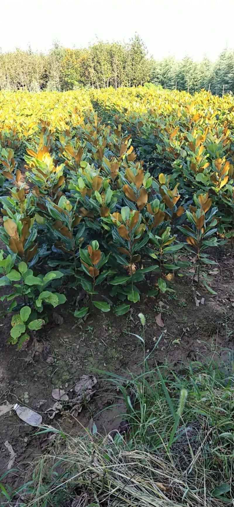广玉兰广玉兰树苗大量规格齐全欢迎您实地考察购苗
