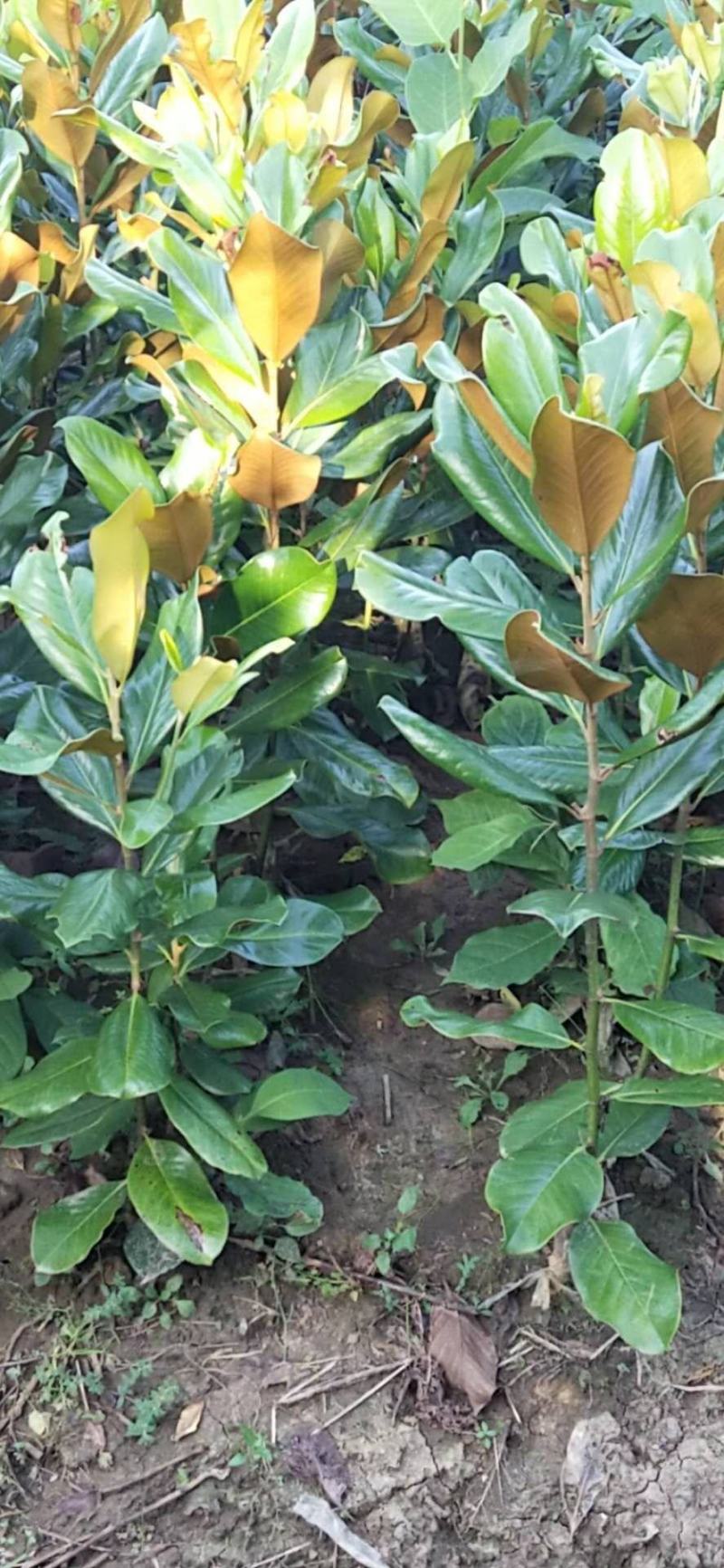 广玉兰广玉兰树苗大量规格齐全欢迎您实地考察购苗